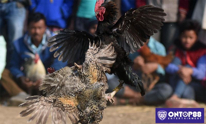 Sân chơi đá gà KUBET đẳng cấp.