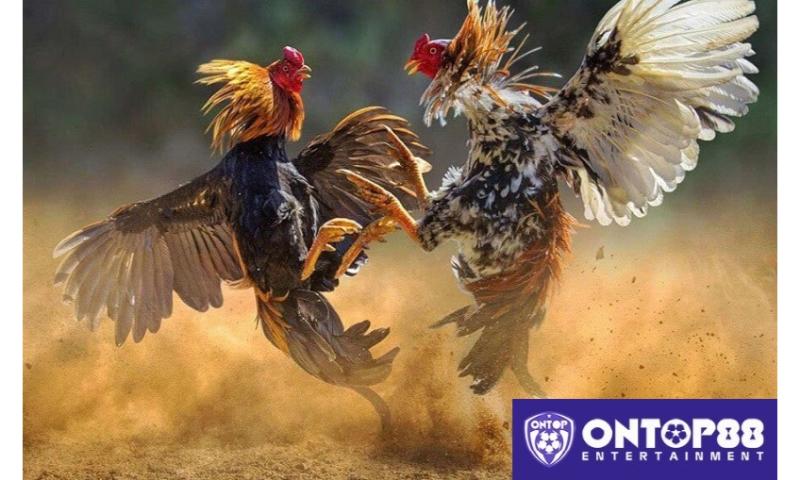 Đá gà KUBET linh hoạt, tiện lợi.