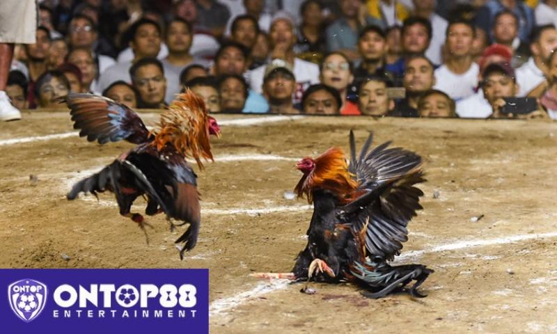 Lý do nên chơi đá gà KUBET.