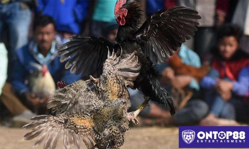 Thao tác đặt cược đá gà KUBET đơn giản.